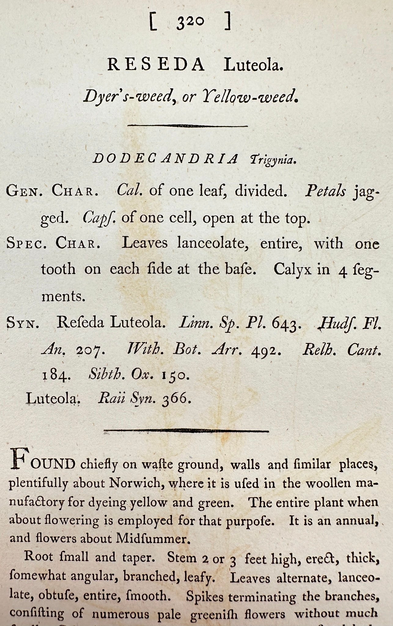 Antique Botanical Print - James Sowerby - Reseda Luteola - Dyer's-weed - F1