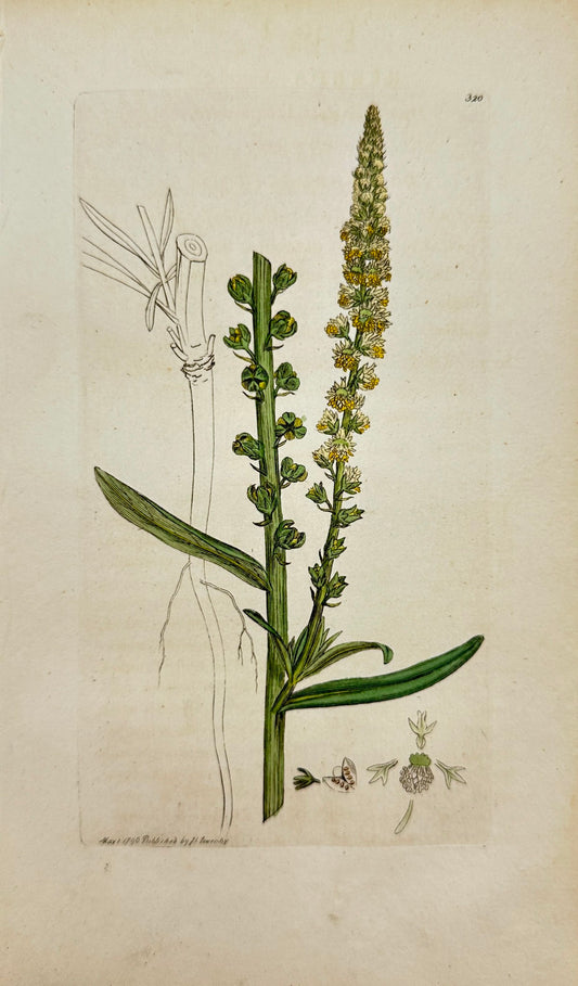 Antique Botanical Print - James Sowerby - Reseda Luteola - Dyer's-weed - F1