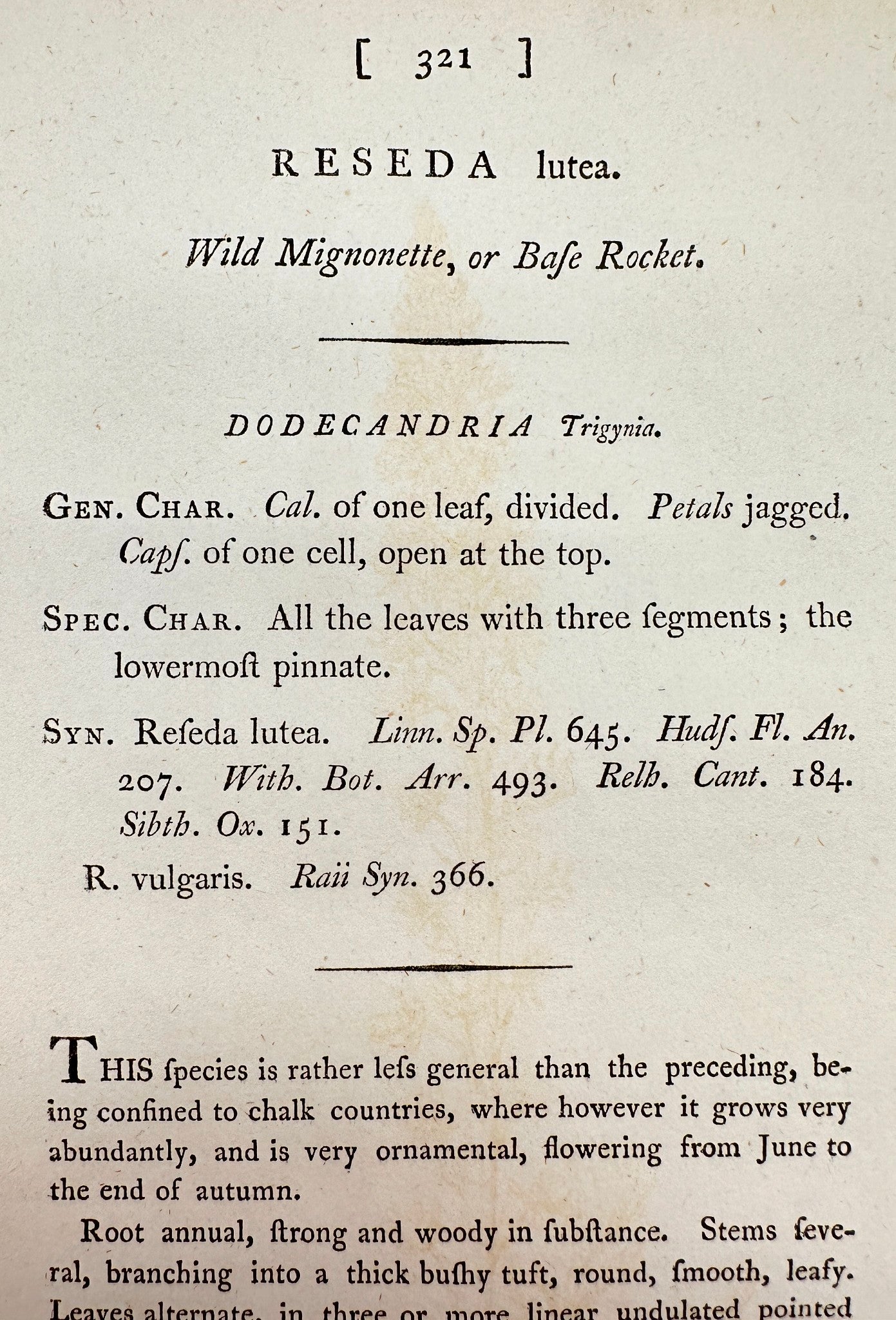 Antique Botanical Print - James Sowerby - Reseda Lutea - Bafe Rocket - F1