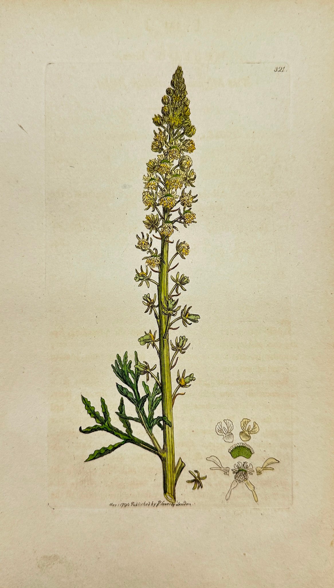 Antique Botanical Print - James Sowerby - Reseda Lutea - Bafe Rocket - F1