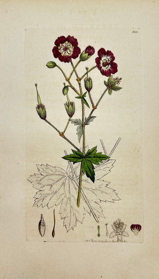 Antique Botanical Print - James Sowerby - Geranium Phæum - Dusky Cranesbill - F1