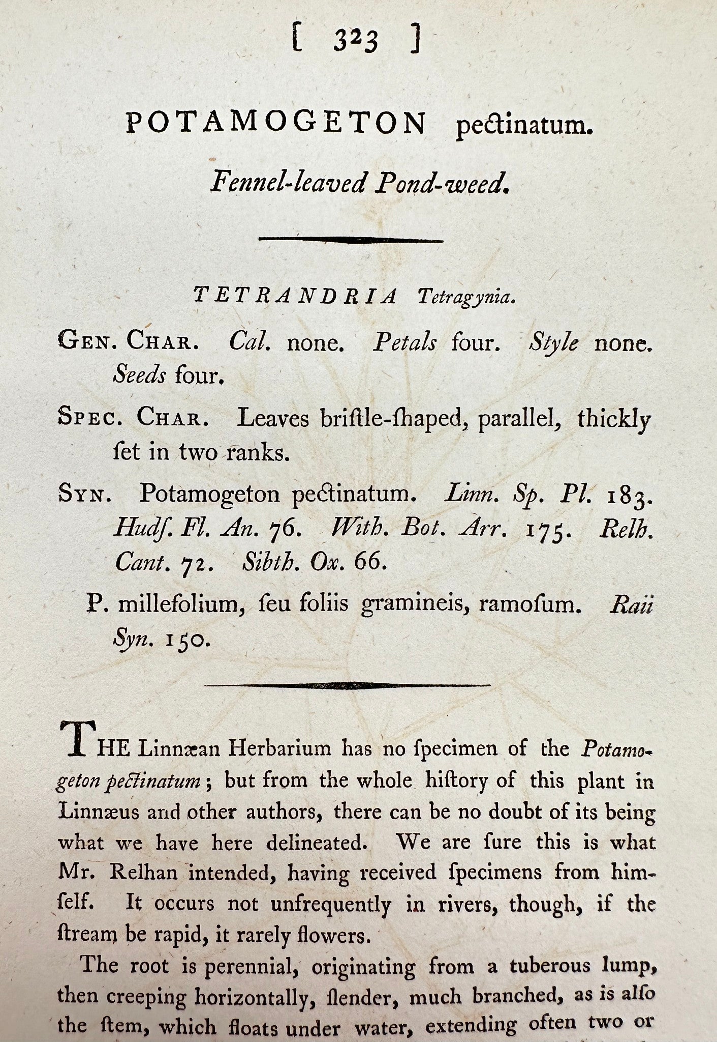 Antique Print - Sowerby - Potamogeton Pectinatum - Fennel-leaved Pond-weed - F1