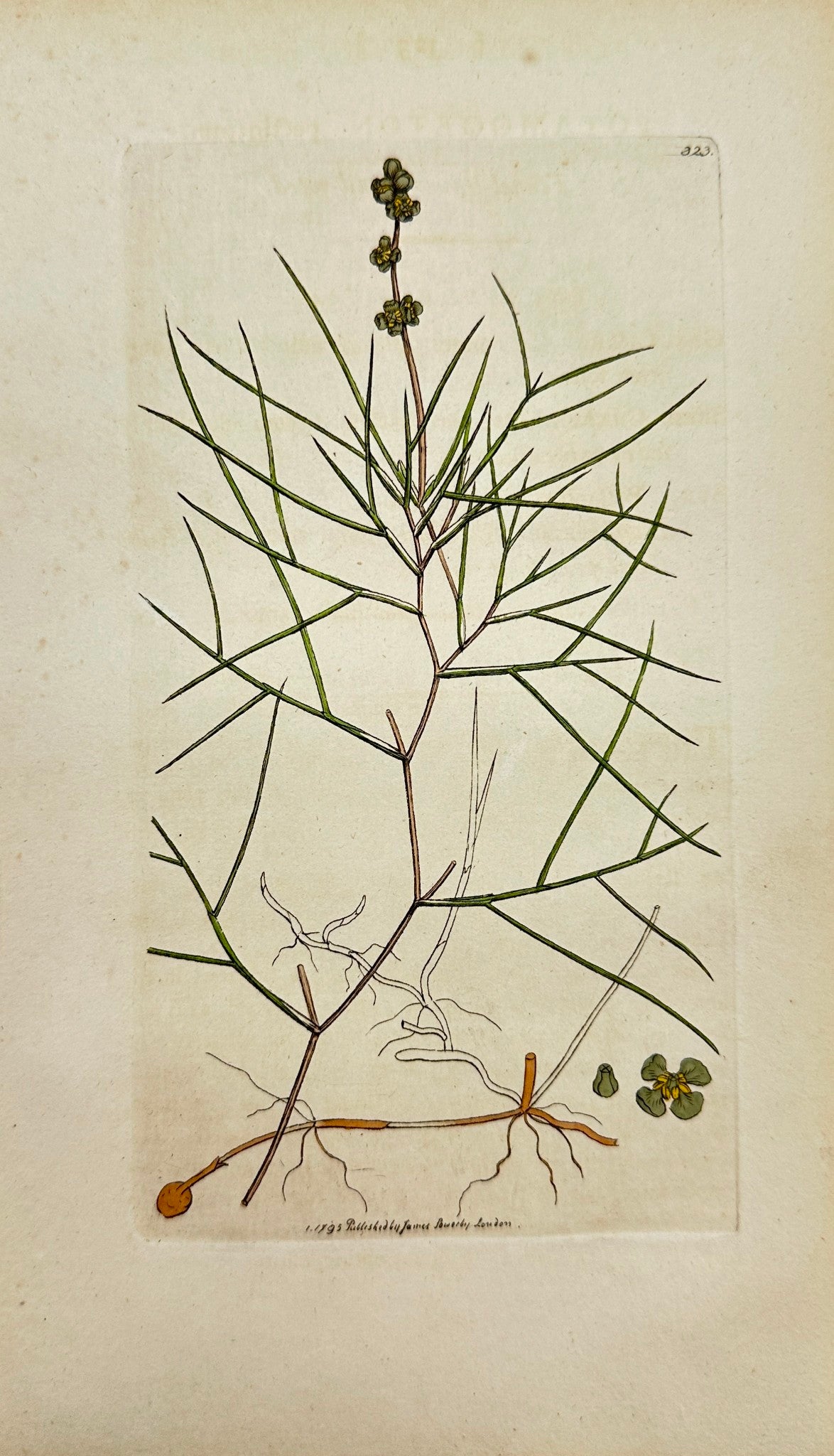 Antique Print - Sowerby - Potamogeton Pectinatum - Fennel-leaved Pond-weed - F1