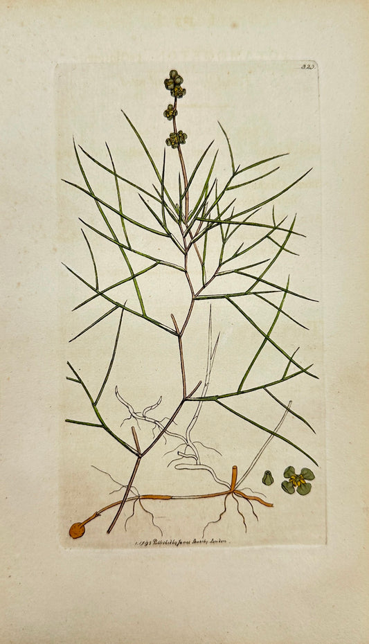 Antique Print - Sowerby - Potamogeton Pectinatum - Fennel-leaved Pond-weed - F1