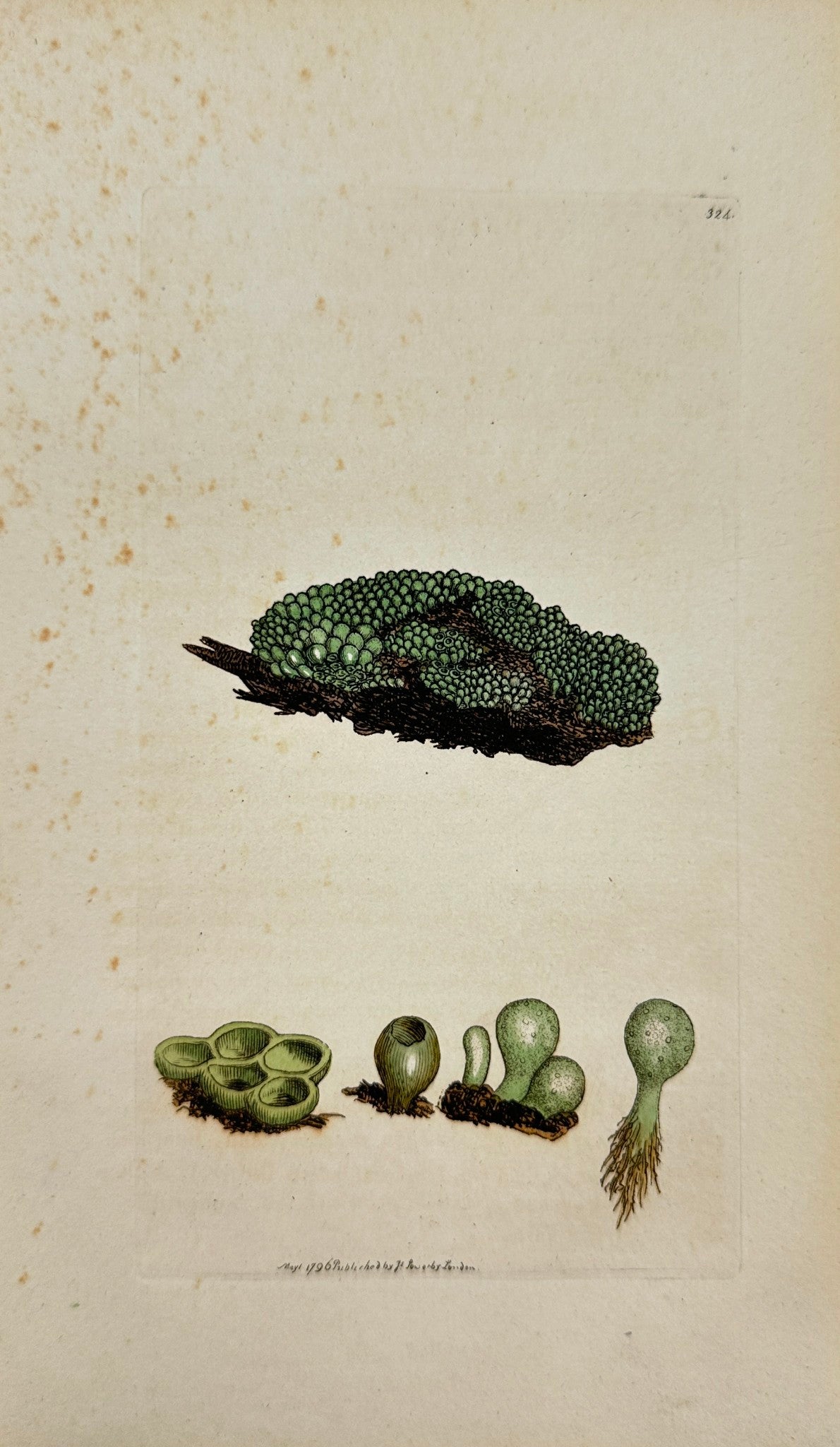 Antique Print - James Sowerby - Tremella Granulata - Granulated Tremella - F1