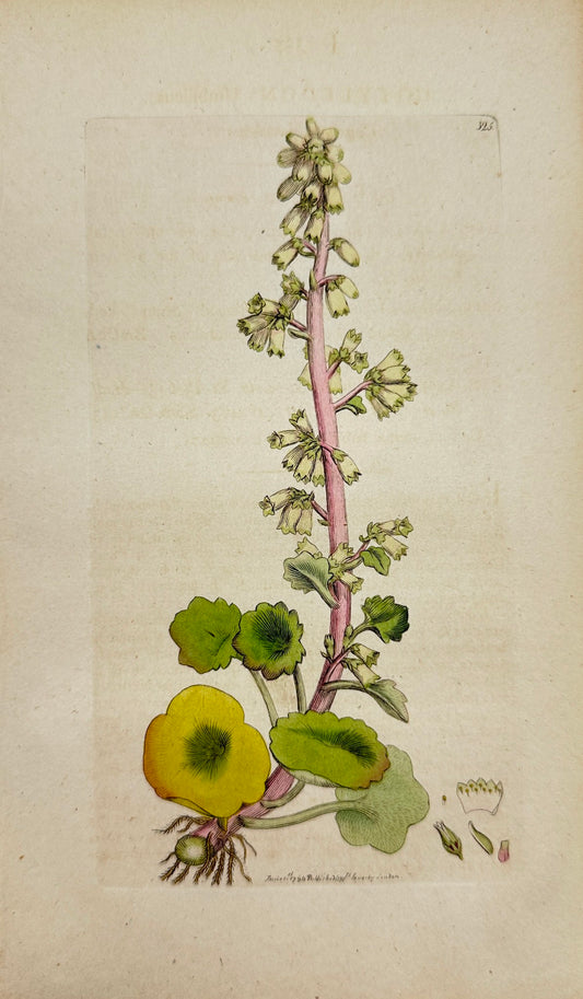 Antique Print - James Sowerby - Cotyledon Umbilicus - Common Navel-wort - F1