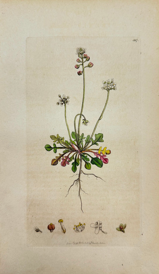 Antique Print - Sowerby - Iberis Nudicaulis - Naked-ftalked Candy-tuft - F1