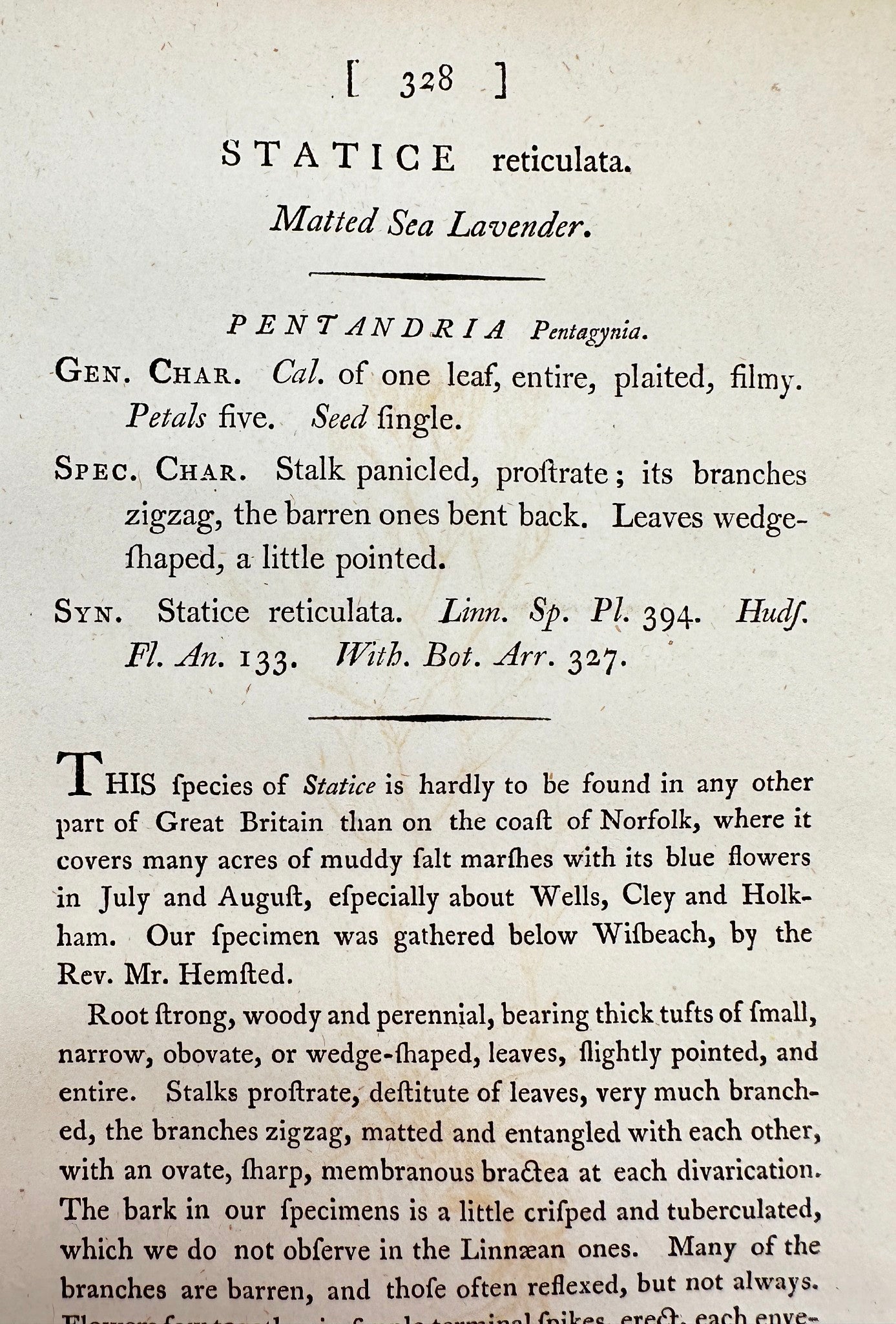 Antique Print - James Sowerby - Statice Reticulata - Matted Sea Lavender - F1