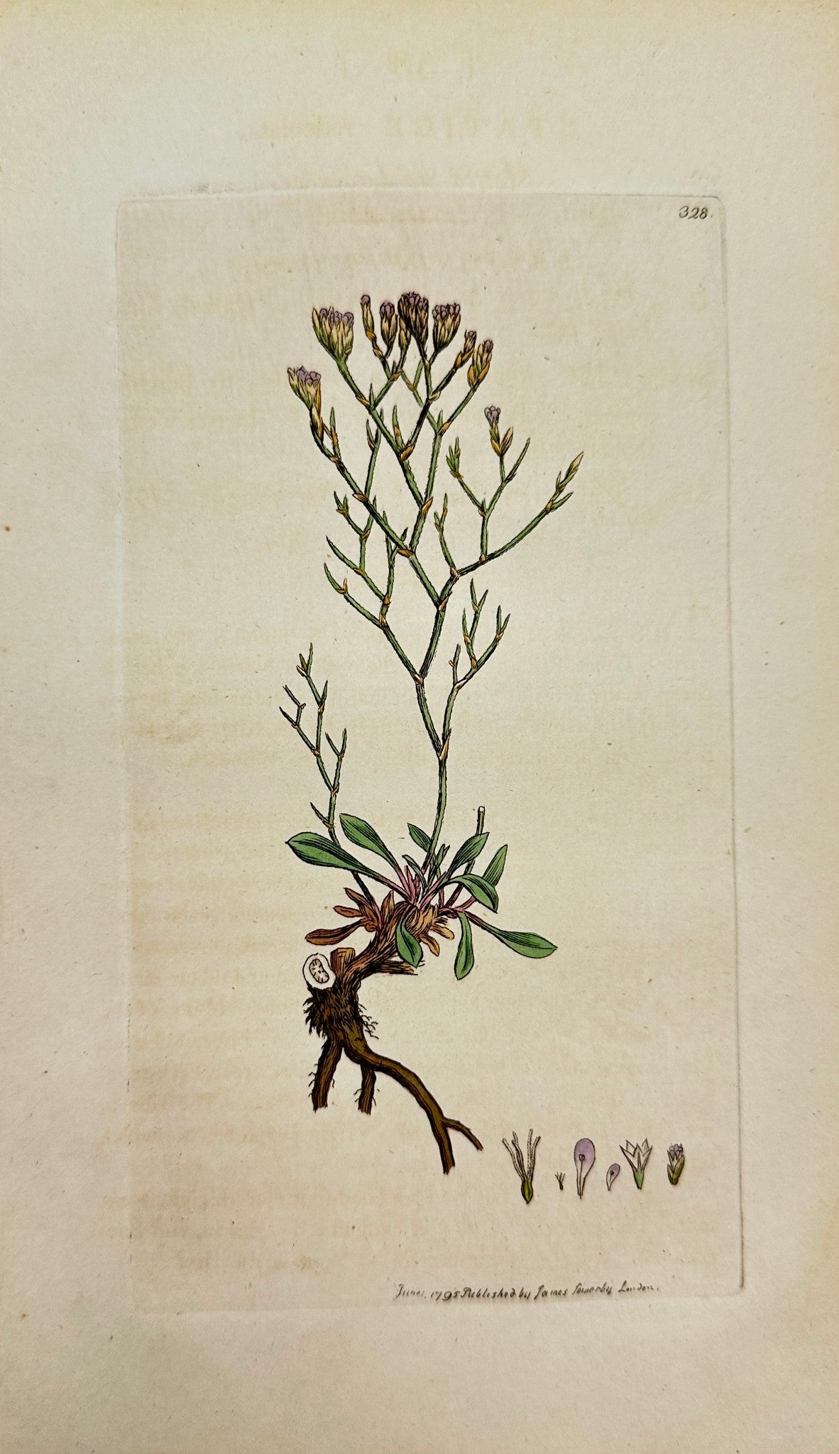 Antique Print - James Sowerby - Statice Reticulata - Matted Sea Lavender - F1
