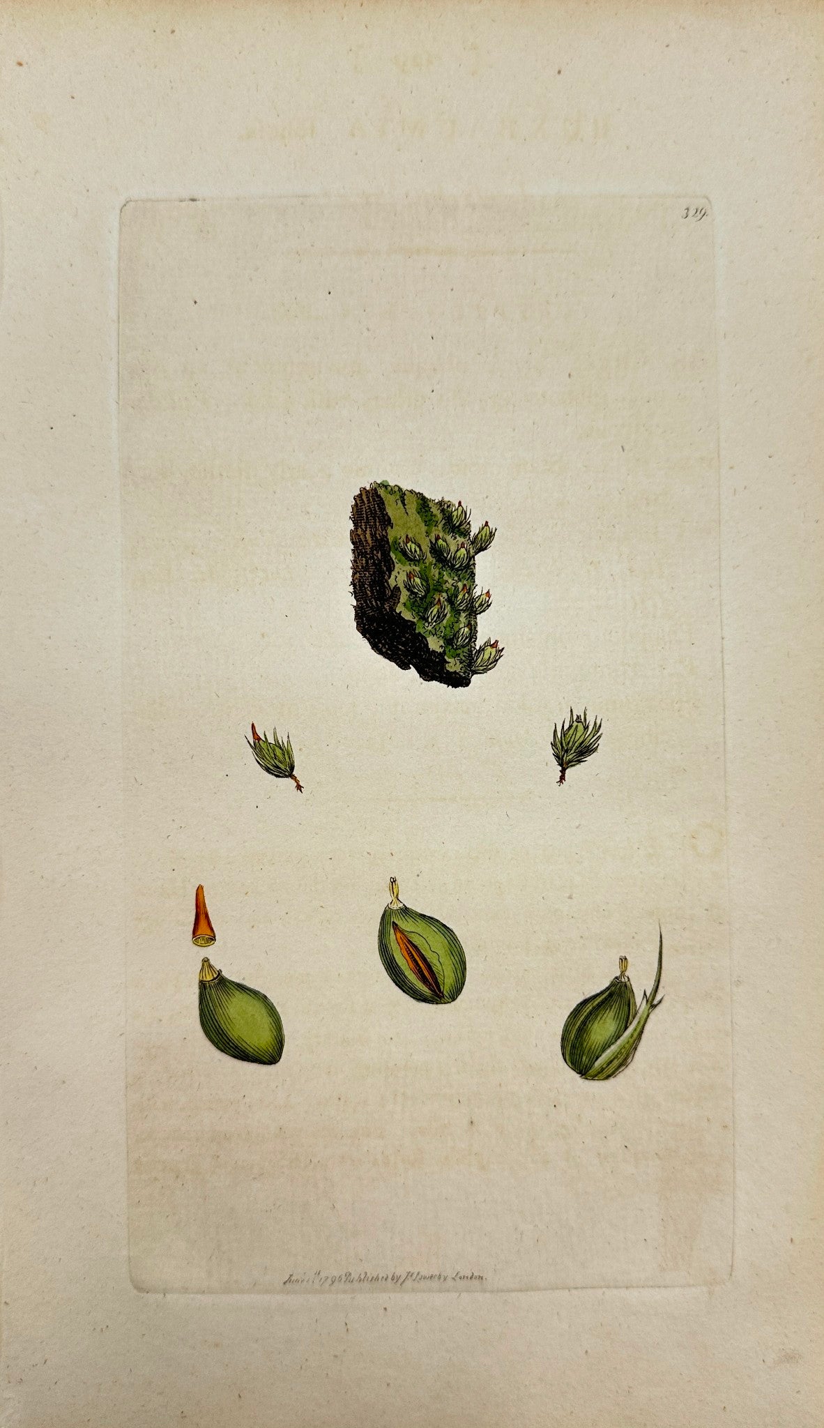 Antique Print - James Sowerby - Buxbaumia Foliosa - Leafy Buxbaumia - F1