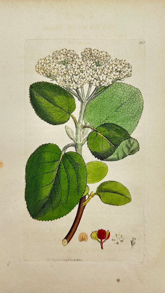 Antique Print - James Sowerby - Viburnum Lantana - Mealy Guelder-rofe - F1