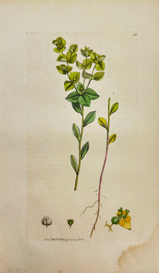 Antique Print - James Sowerby - Euphorbia Stricta - Upright warty Spurge - F1