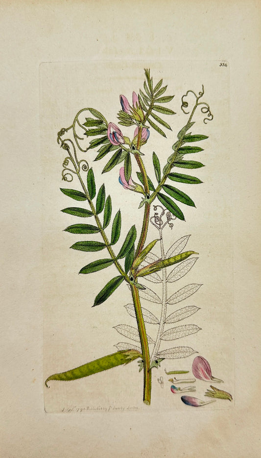 Antique Botanical Print - James Sowerby - Vicia Sativa - Common Vetch - F1