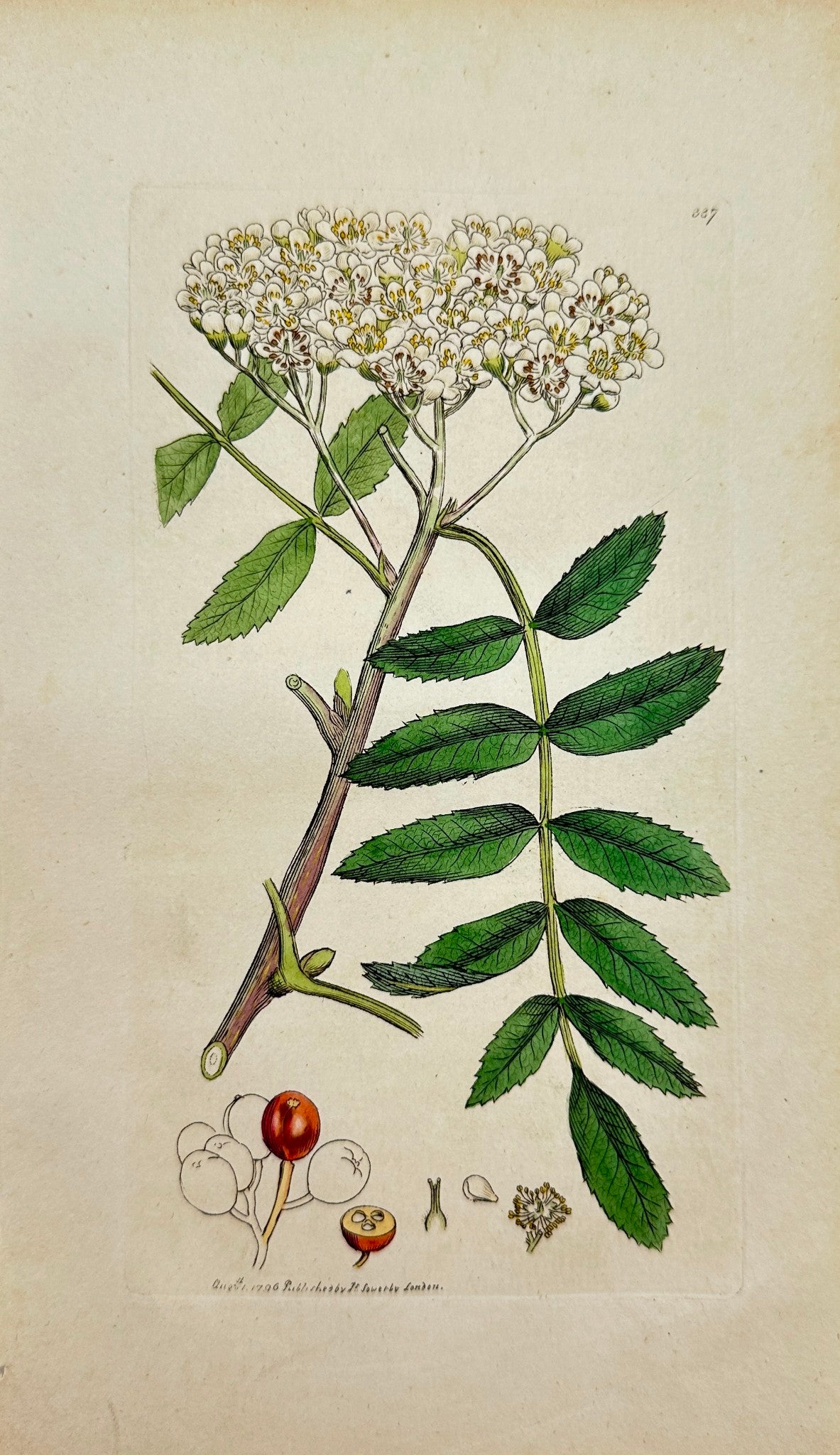 Antique Botanical Print - James Sowerby - Sorbus Aucuparia - Quicken Tree - F1