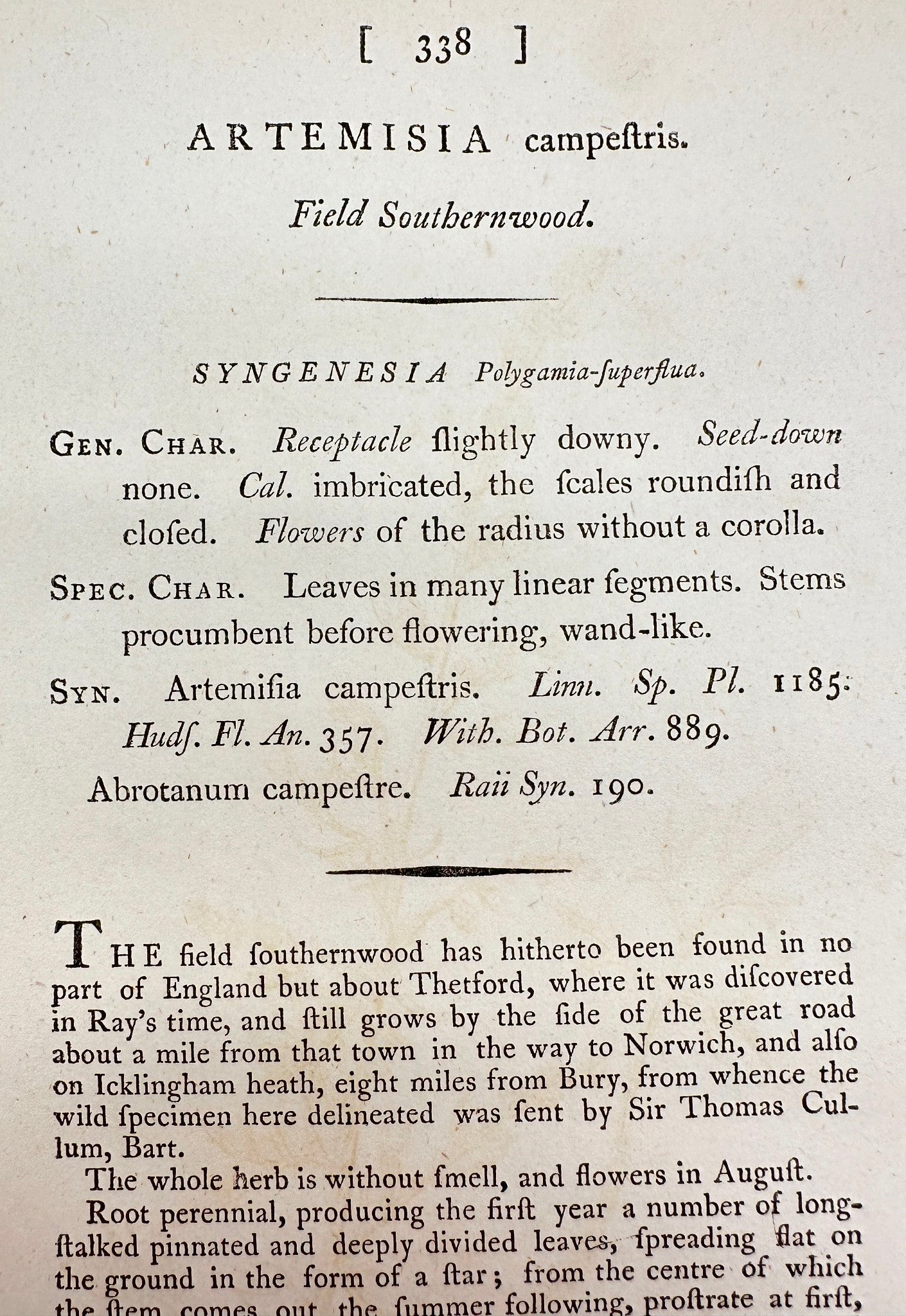 Antique Print - James Sowerby - Artemisia Campestris - Field Southernwood - F1