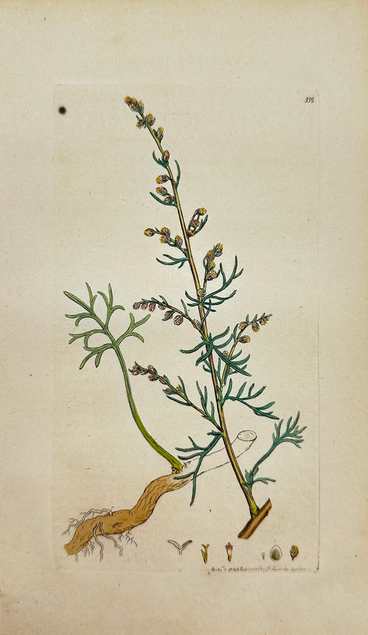 Antique Print - James Sowerby - Artemisia Campestris - Field Southernwood - F1