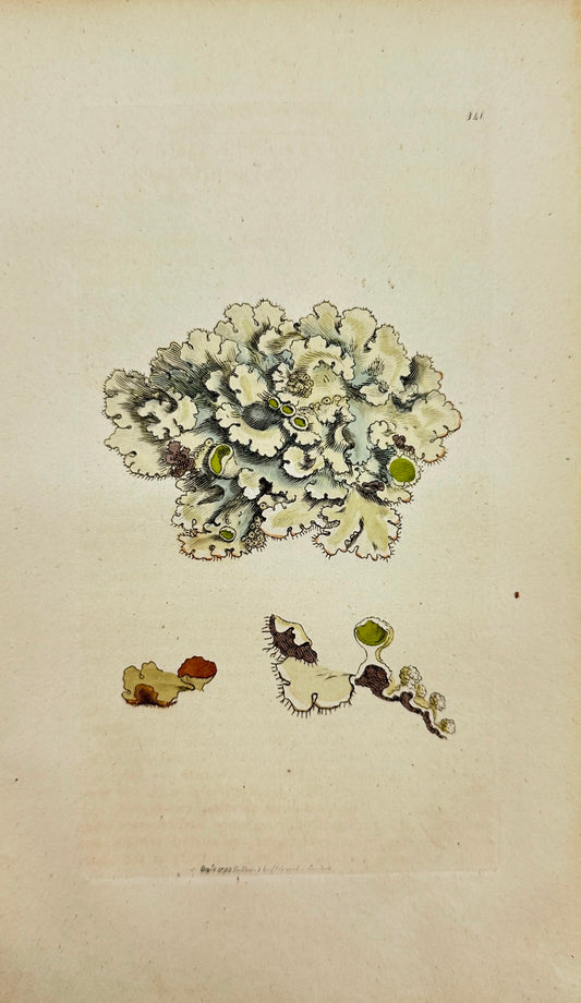 Antique Botanical Print - James Sowerby - Lichen Perlatus - Pearly Lichen - F1