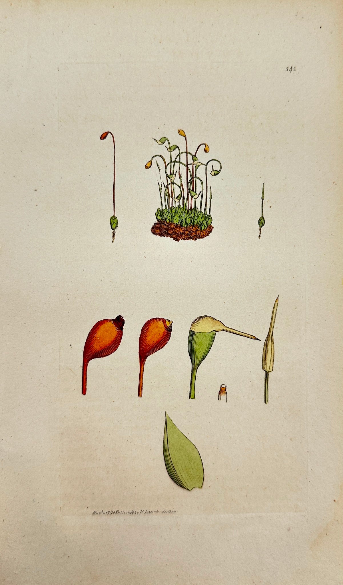 Antique Print - James Sowerby - Bryum Hygrometricum - Yellow Twisting Bryum - F1