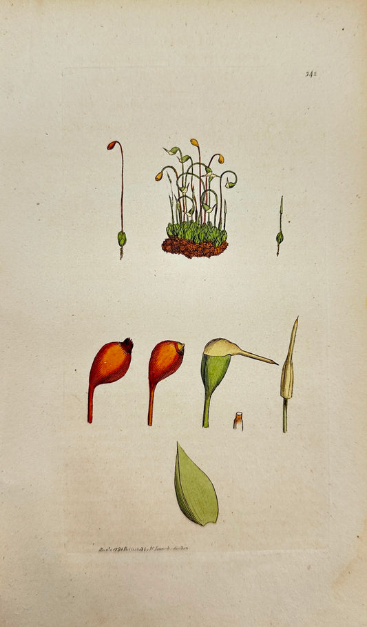 Antique Print - James Sowerby - Bryum Hygrometricum - Yellow Twisting Bryum - F1