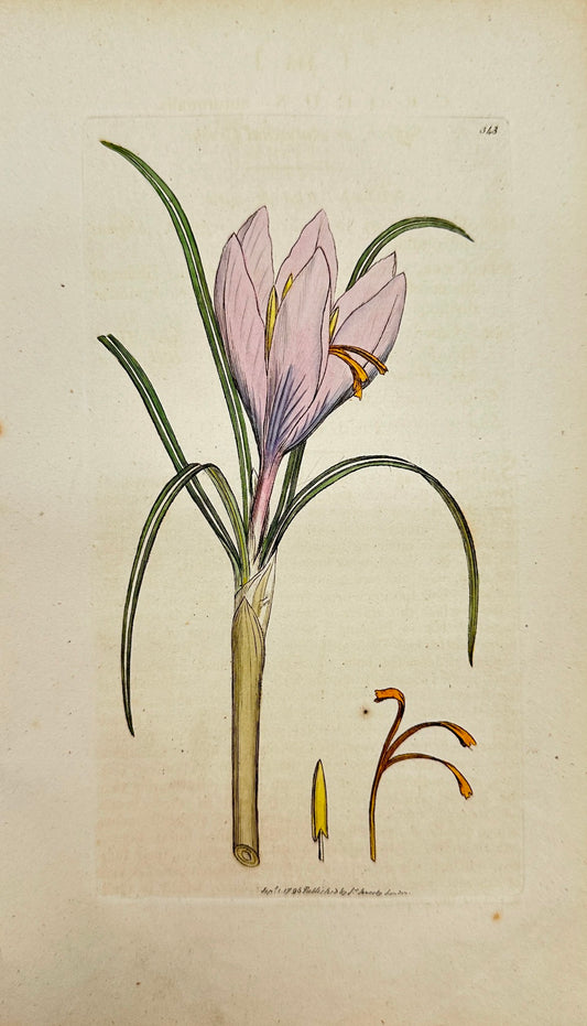 Antique Print - James Sowerby - Crocus Autumnalis - Autumnal Crocus - F1