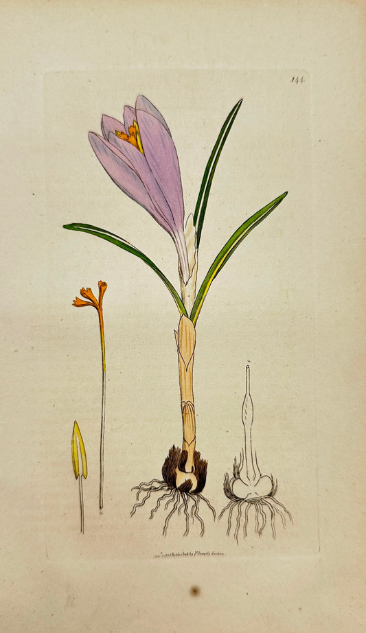 Antique Botanical Print - James Sowerby - Crocus Vernus - Spring Crocus - F1