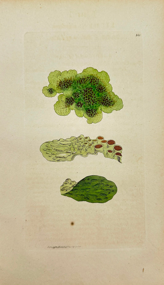 Antique Botanical Print - James Sowerby - Lichen Nigrefcens - Blackish - F1