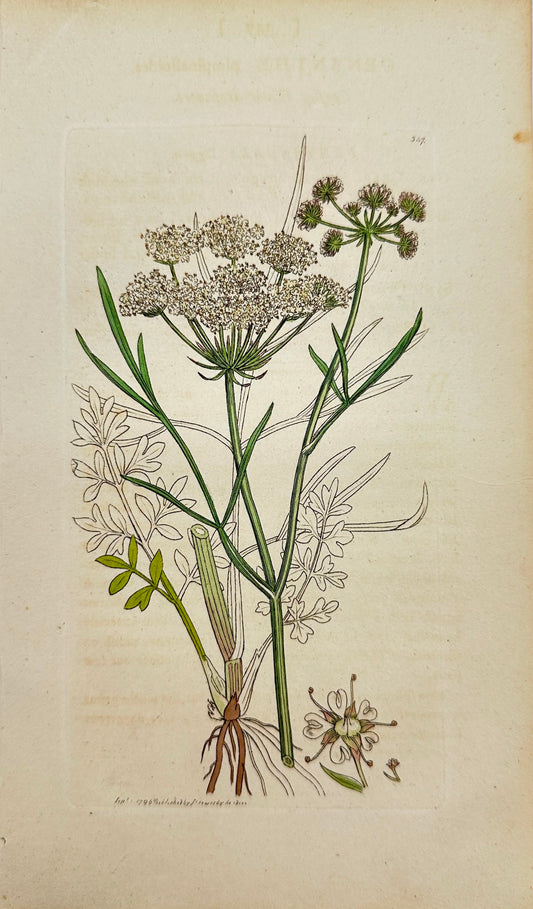 Antique Print - Sowerby - Oenanthe Pimpinelloides - Parsley Water-dropwort - F1