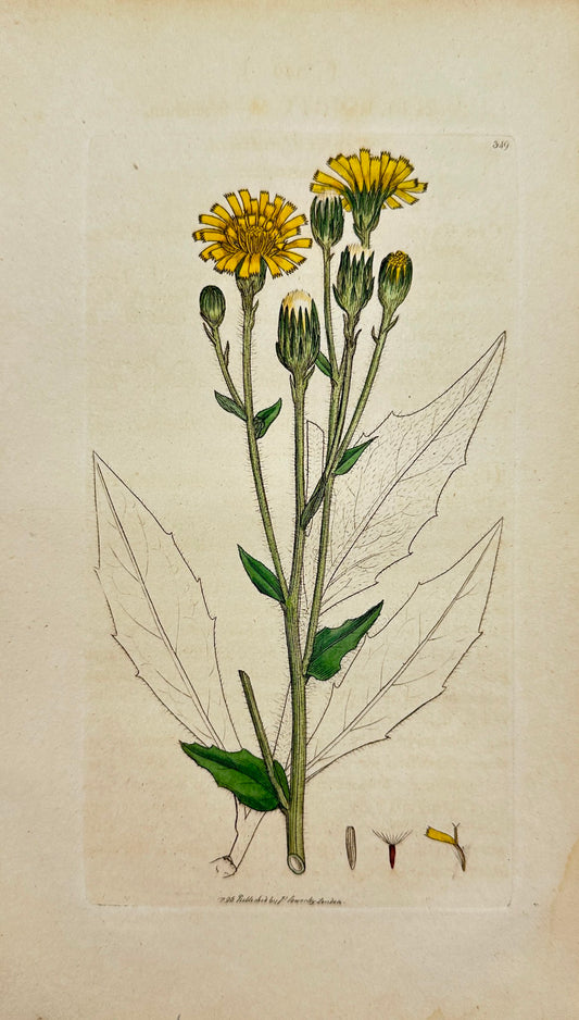 Antique Botanical Print - Sowerby - Hieracium Sabaudum - Shrubby Hawkweed - F1