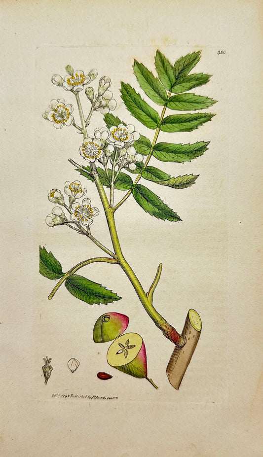 Antique Botanical Print - James Sowerby - Pyrus Domestica - Service Tree - F1