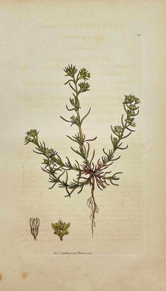 Antique Print - James Sowerby - Scleranthus Annuus - Annual Knawel - F1