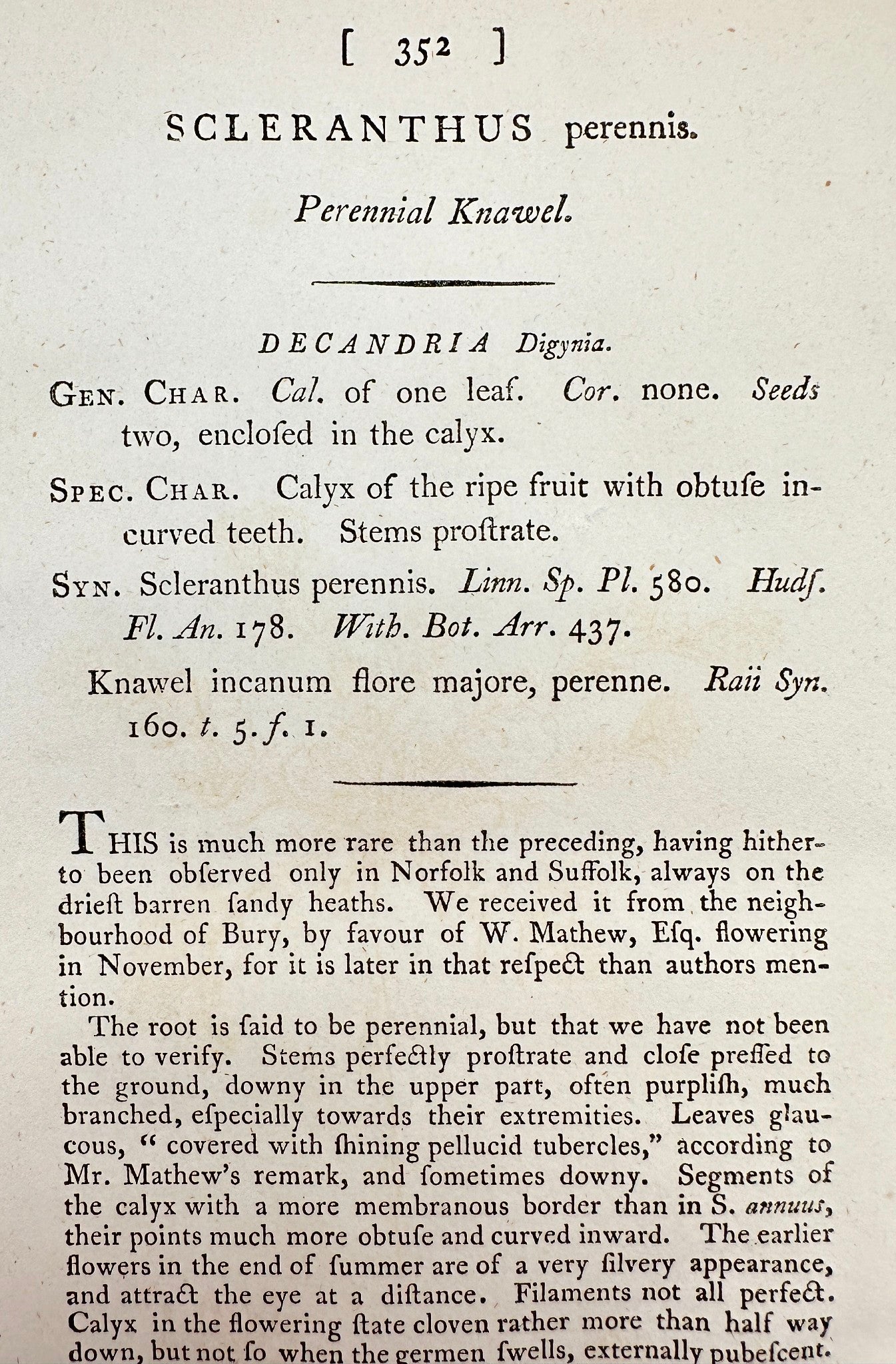 Antique Print - James Sowerby - Scleranthus Perennis - Perennial Knawel - F1