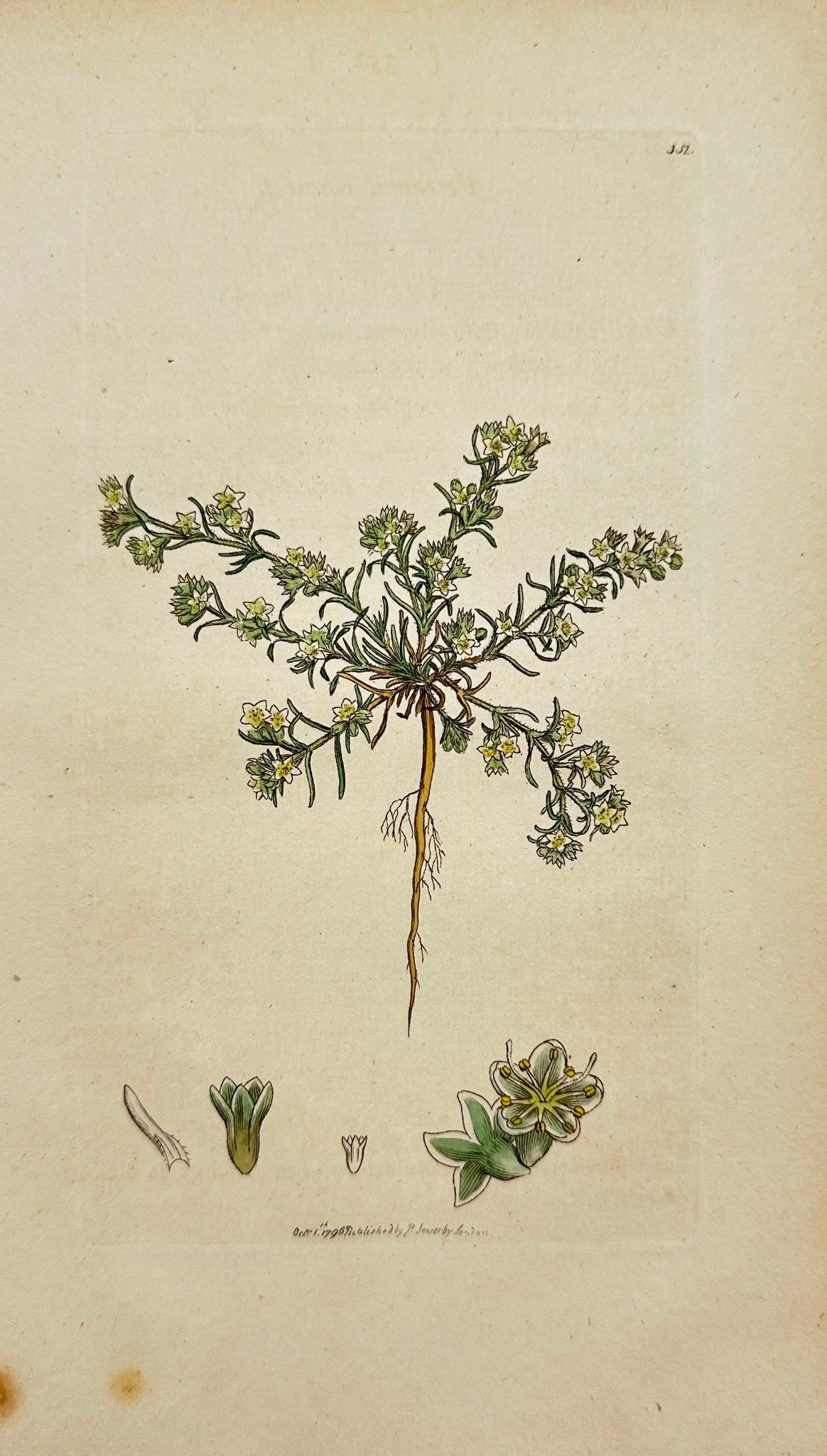 Antique Print - James Sowerby - Scleranthus Perennis - Perennial Knawel - F1