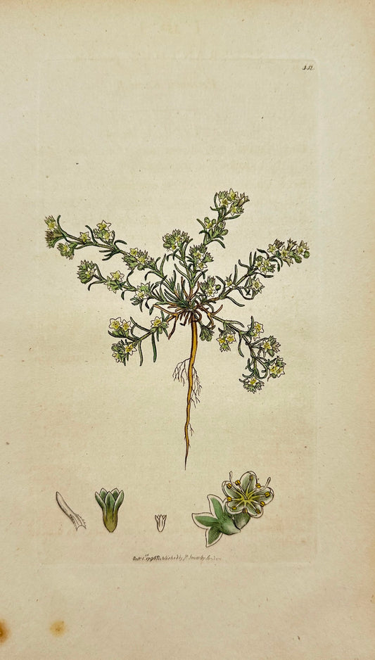 Antique Print - James Sowerby - Scleranthus Perennis - Perennial Knawel - F1