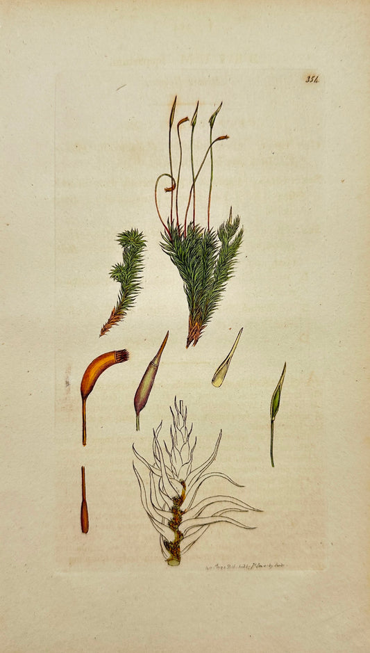 Antique Botanical Print - James Sowerby - Bryum Scoparium - Broom Bryum - F1