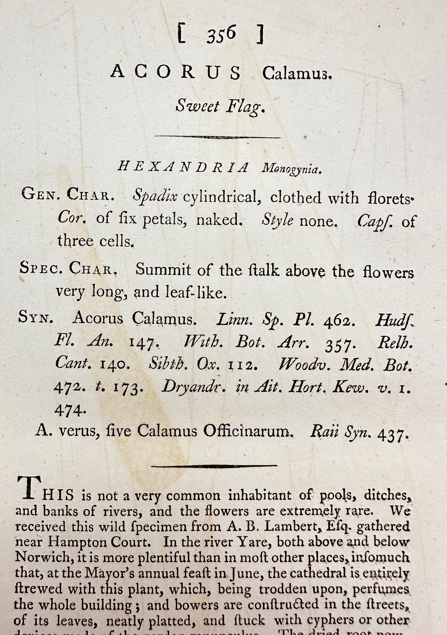 Antique Botanical Print - James Sowerby - Acorus Calamus - Sweet Flag - F1
