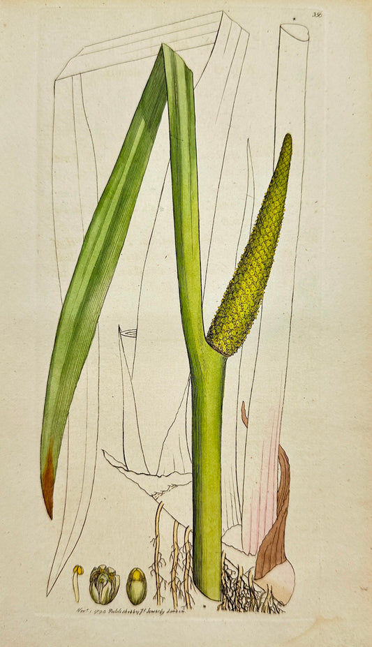 Antique Botanical Print - James Sowerby - Acorus Calamus - Sweet Flag - F1
