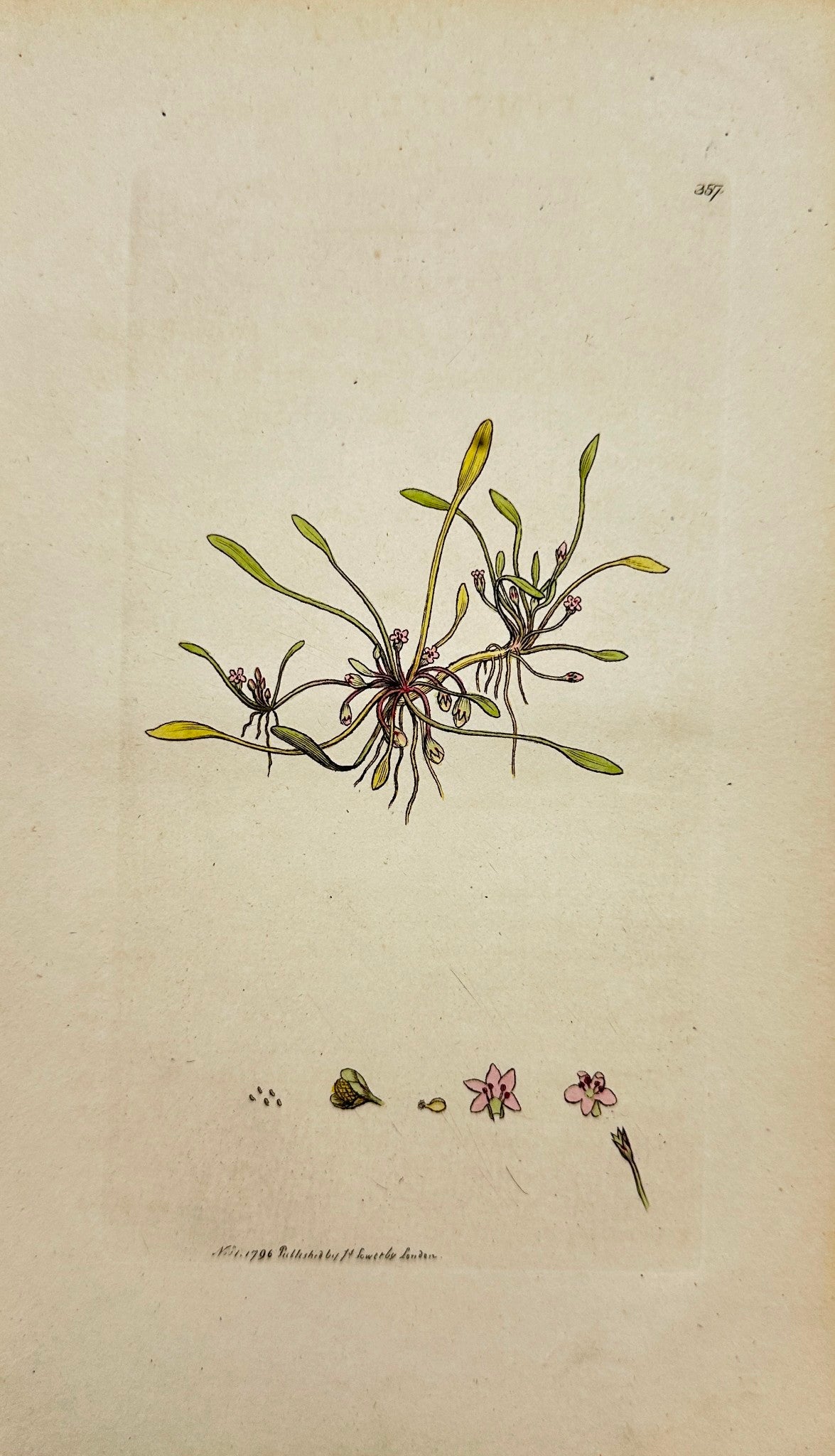 Antique Botanical Print - James Sowerby - Limosella Aquatica - Mudwort - F1