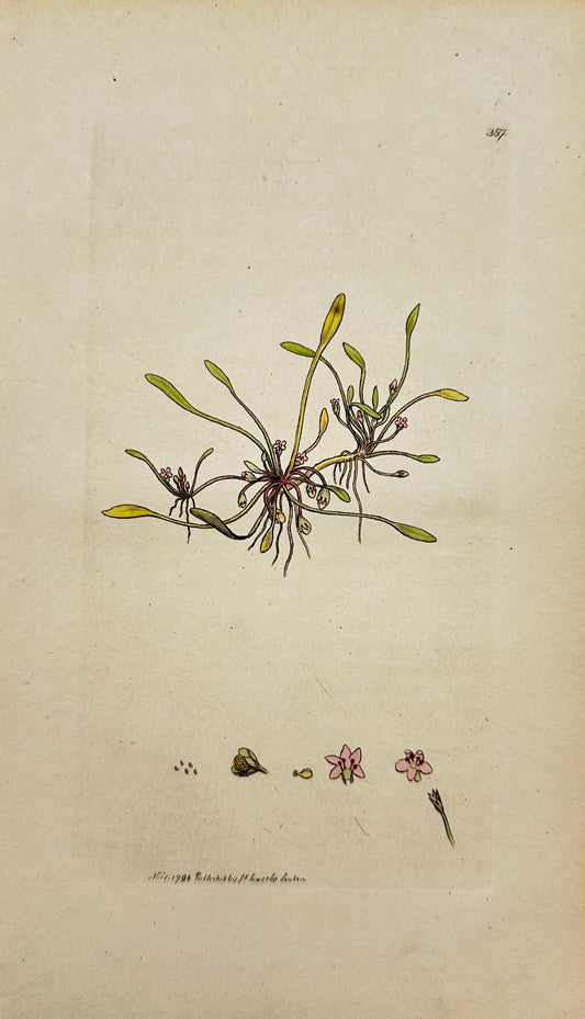 Antique Botanical Print - James Sowerby - Limosella Aquatica - Mudwort - F1