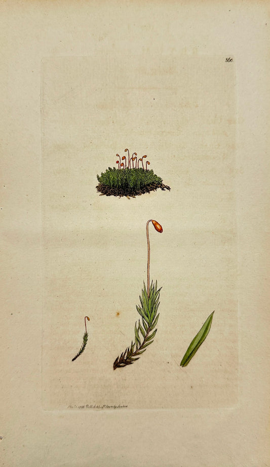 Antique Botanical Print - James Sowerby - Bryum Carneum - Shining Bryum - F1