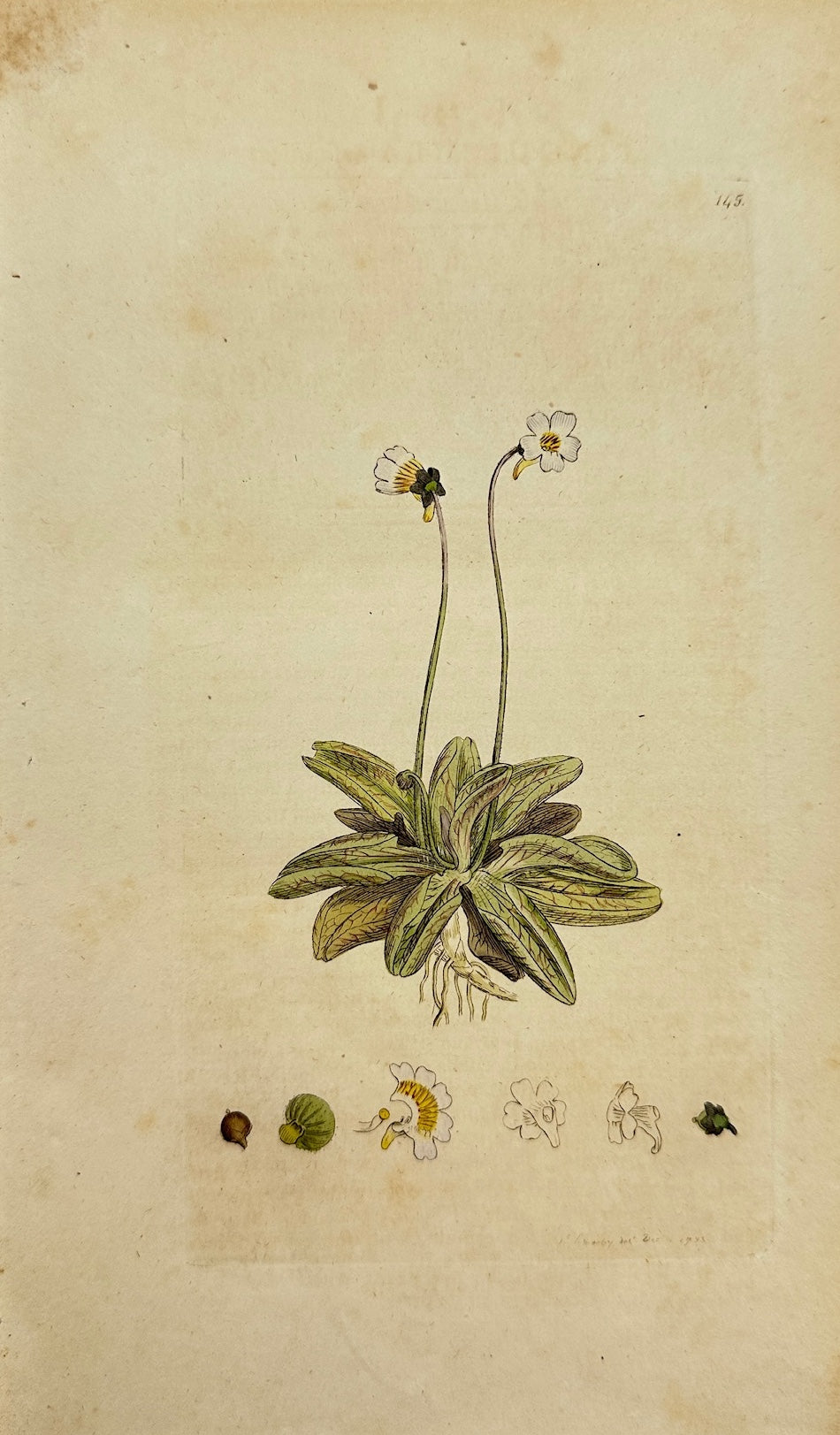 Antique Print - James Sowerby - Pinguicula Lusitanica - Pale Butter-wort - F1