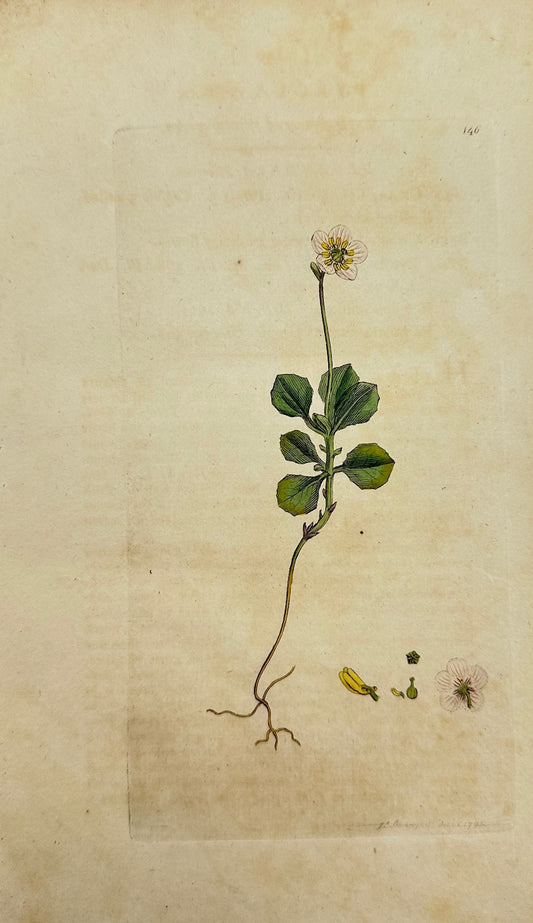 Antique Print - Sowerby - Pyrola Uniflora - Single-flowered Winter-green - F1