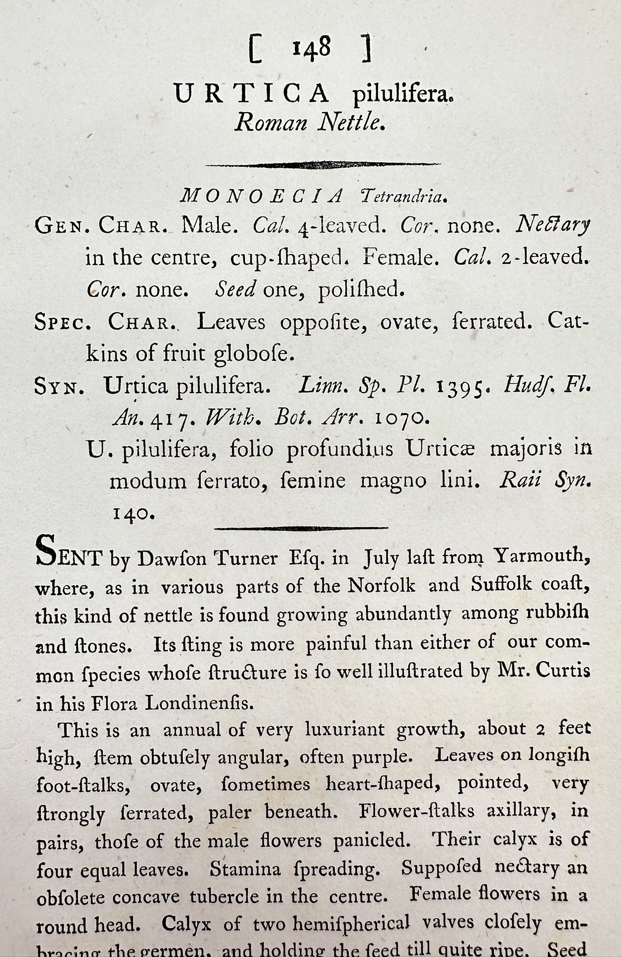 Antique Botanical Print - James Sowerby - Urtica Pilulifera - Roman Nettle - F1