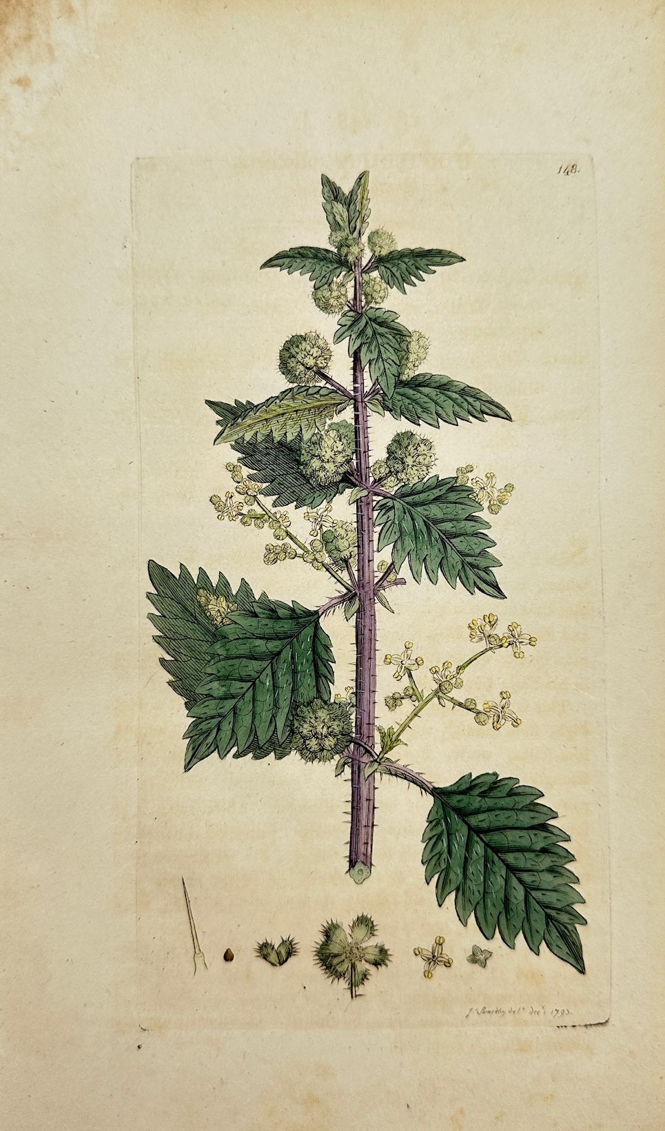 Antique Botanical Print - James Sowerby - Urtica Pilulifera - Roman Nettle - F1