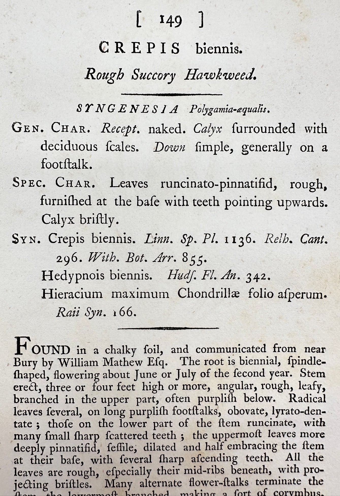 Antique Print - James Sowerby - Crepis Biennis - Rough Succory Hawkweed - F1