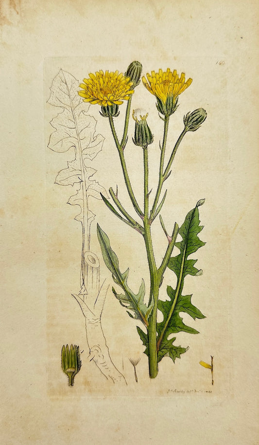 Antique Print - James Sowerby - Crepis Biennis - Rough Succory Hawkweed - F1