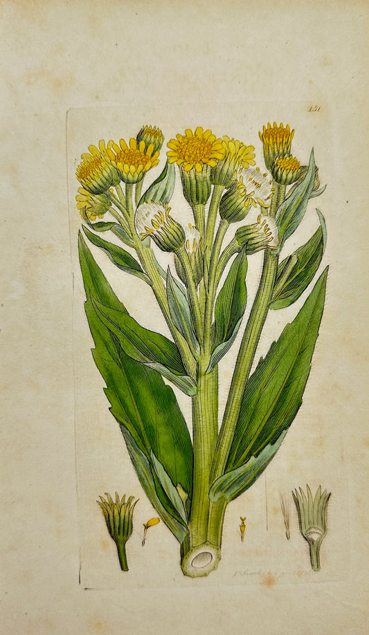 Antique Print - James Sowerby - Cineraria Palustris - Marsh Flea-wort - F1