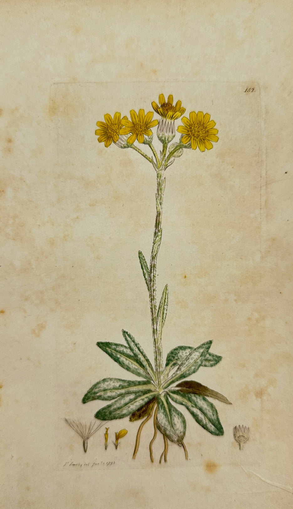 Antique Print - James Sowerby - Cineraria Integrifolia - Mountain Flea-wort - F1