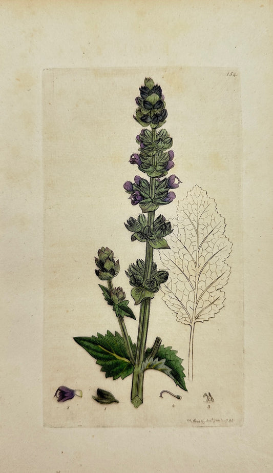Antique Print - James Sowerby - Salvia Verbenaca - Wild English Clary - F1