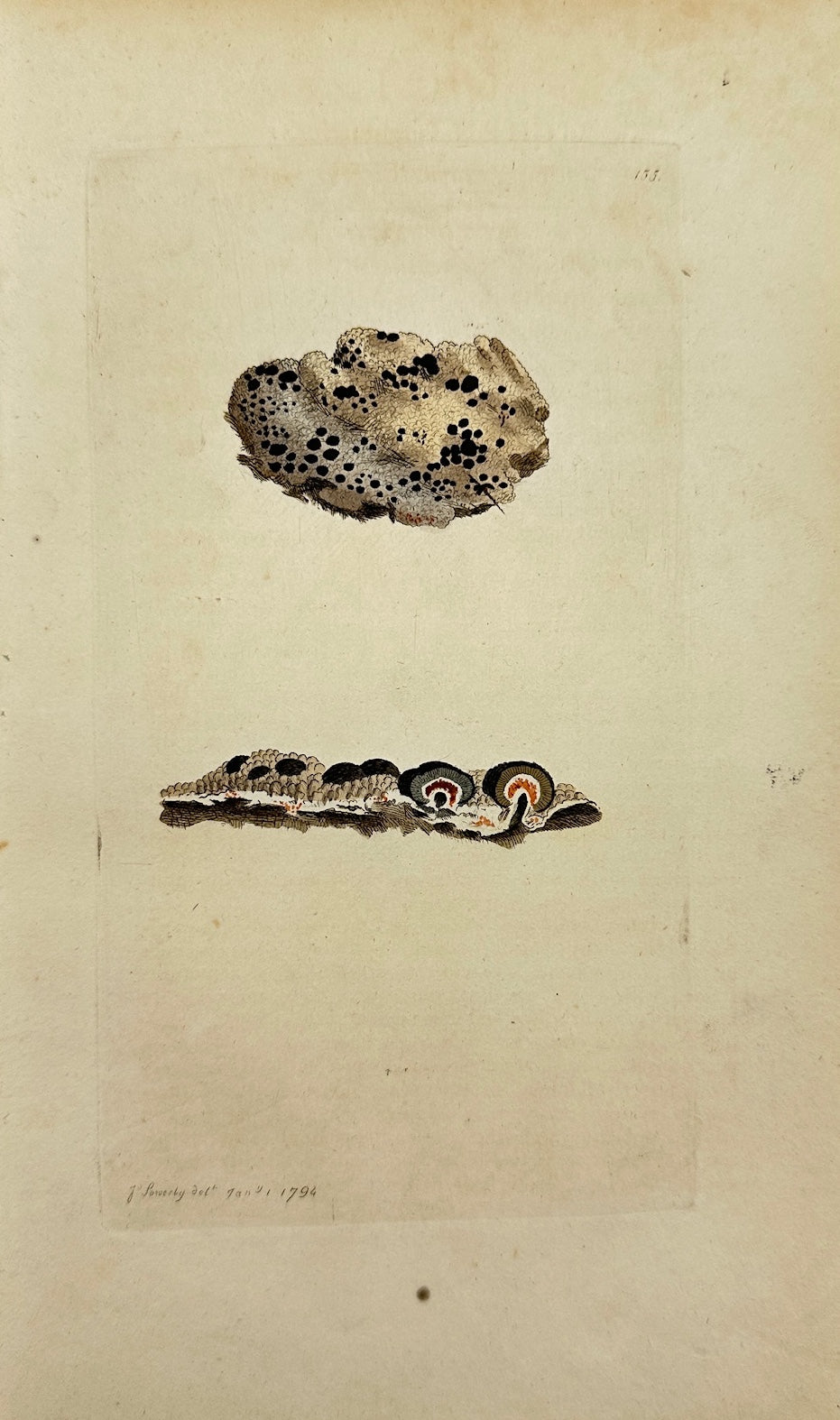 Antique Print - James Sowerby - Lichen Sanguinarius - Sanguineous Lichen - F1