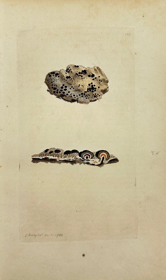 Antique Print - James Sowerby - Lichen Sanguinarius - Sanguineous Lichen - F1